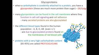 Lecture 10C  Glycoproteins and Lectins [upl. by Kcirdez]