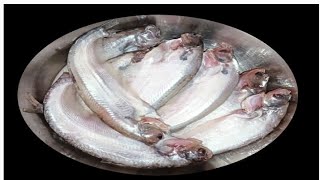 Pabda Fish Fry RecipePabda Macher RecipeCrispy Fish Fry RecipePabda Mach VajaTesty Fish Fryfish [upl. by Esyla]