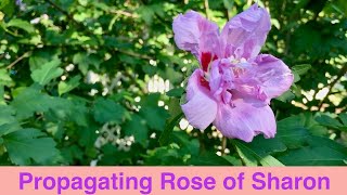 Propagating Rose of Sharon [upl. by Upshaw]