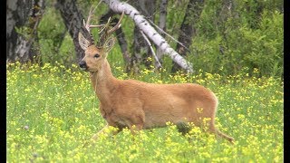 Jagd auf den Sibirischen Rehbock  Schwarze Erde starke Böcke [upl. by Crary]