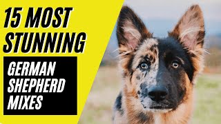 German Shepherd Mixes  15 STUNNING Mixes with the MIGHTY GSD [upl. by Eikcor]