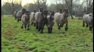 Belgian Draft Horses in Lippelo [upl. by Judenberg754]