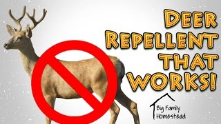 How To Make Deer Repellent THAT WORKS GREAT [upl. by Ayifas]