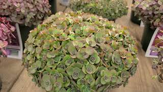 Sedum Sunsparkler® Lime Zinger Stonecrop  Incredible hardy EASY Care Perennial [upl. by Winwaloe560]