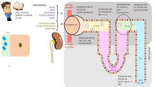 Diureticos  TIAZIDAS [upl. by Larual]