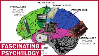 Are Brains like Computers [upl. by Adnamahs]