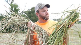 How to tell if your hay is ready to bale [upl. by Navad]