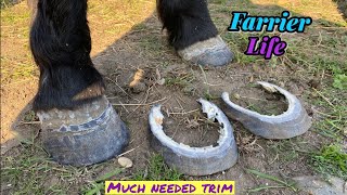 FARRIER TRIMS NEGLECTED￼ LAMINITIC ￼PONY  ASMR [upl. by Adena]