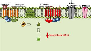 Propranolol  Mechanism of Action [upl. by Evvy]