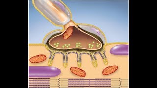 Muscular System The Neuromuscular Junction [upl. by Aneloj]