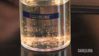 How to Care for Daphnia [upl. by Aicened]