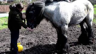 Belgian Draft Horse  gives hooves like a dog [upl. by Gnuoy348]