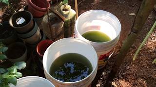 How to grow Green Water Algae [upl. by Breanne808]