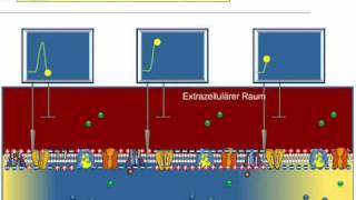 Aktionspotential Weiterleitung [upl. by Butte]