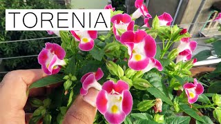 Torenia Flower  Torenia Plant Care [upl. by Hgieliak]