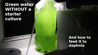 Green Water WITHOUT a Starter Culture  From Scratch  How To [upl. by Nylyoj166]