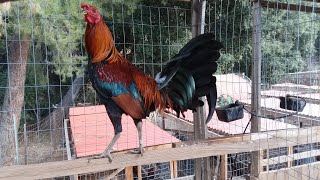 American Gamefowl  Gamefarm Yard Tour [upl. by Tfat]