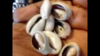 The many uses of the Wonderful Cowrie Shell [upl. by Shipman]