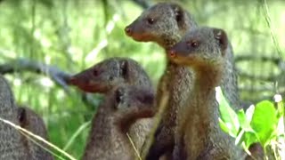 Banded Mongooses Raising Their Young  Bands on the Run  BBC Earth [upl. by Hollie]