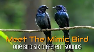 Drongo  interesting sounds and calls of drongos Rackettailed Drongo  Amazing calling sounds [upl. by Arlyne]