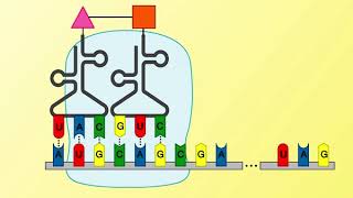 Animation 261 Protein synthesis [upl. by Lotty526]