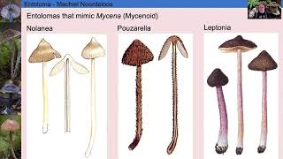 Entoloma lecture2 [upl. by Setiram]