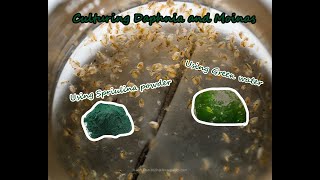 How To Culture Daphnia and Moinas using Green Water Spirulina powder [upl. by Soinski534]