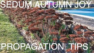 How to Grow Sedum Autumn Joy [upl. by Aleakcim875]