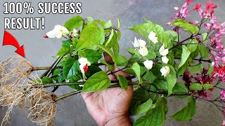 EASIEST Way To GROW Bleeding Heart From Cuttings [upl. by Lim]