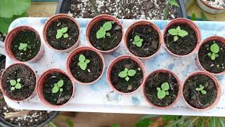 Growing Paulownia From Seed [upl. by Dagnah825]