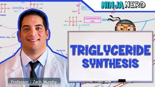 Metabolism  Triglyceride Synthesis [upl. by Banky109]