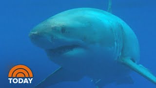 Cape Cod Boaters Have Unforgettable Brush With A Great White Shark  TODAY [upl. by Benkley]