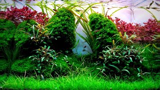 Complete Aquascaping Beginners Guide  Learn ALL The Basics [upl. by Einahpad]