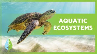 AQUATIC ECOSYSTEMS 🏝️🐠 Characteristics TYPES and Examples [upl. by Hoebart375]