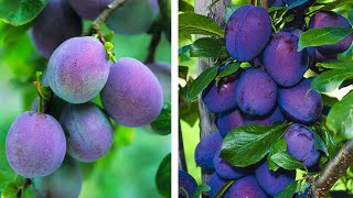 How to Plant Plums Easy Fruit Growing Guide [upl. by Tonneson]