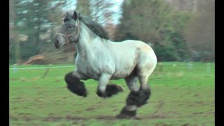 Nine coat colors of the Belgian draft horses [upl. by Mayberry992]