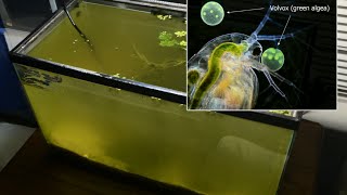 Raising Daphnia for the Freshwater Aquarium [upl. by Brieta340]