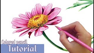 How to draw and shade a FLOWER in Colored Pencil [upl. by Adlanor]