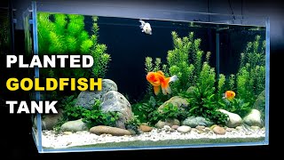 Aquascape Tutorial PLANTED GOLDFISH Aquarium The ORanchu Crew How To Full Step By Step Guide [upl. by Ibrik]