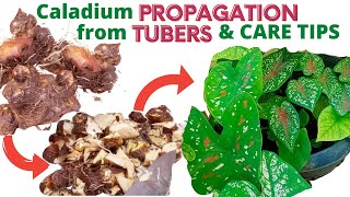 Caladium Propagation from Tubers Bulbs and Care Tips [upl. by Karlie]