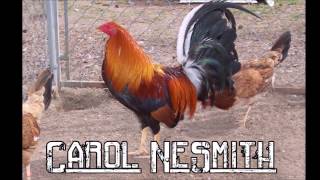 Best Gamefowl Breeders in USA Part 1 [upl. by Euqinomod751]