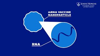 How Do mRNA Vaccines Work Heres What You Should Know [upl. by Goren]