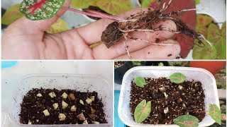 How to propagate caladium from tuber Bulbs [upl. by Ahtibbat]