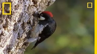 Woodpeckers vs the World  National Geographic [upl. by Atiuqam]