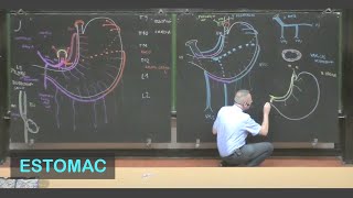 Anatomie de lestomac Abdomen 1 [upl. by Maurey]