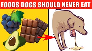 Dangerous Foods Your Dog Should Never Eat [upl. by Ing602]