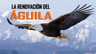 LA RENOVACIÓN DEL ÁGUILA [upl. by Gniy639]