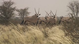 Kalahari Gemsbok National Park birding safari [upl. by Nirda]