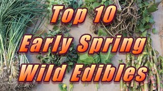 🌿 My Top 10 Early Spring Wild Edibles [upl. by Lawford714]