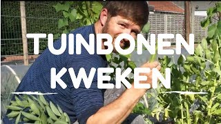 Tuinbonen kweken van zaaien tot oogsten [upl. by Hashim]